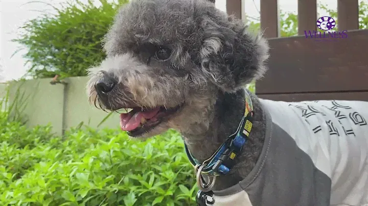 Wellness Core Senior Dog