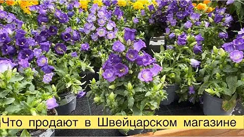 ЧТО ПРОДАЮТ В ШВЕЙЦАРСКОМ СУПЕРМАРКЕТЕ 😉РАССАДА 🌱ПРОДУКТЫ👍🏻👩‍🌾