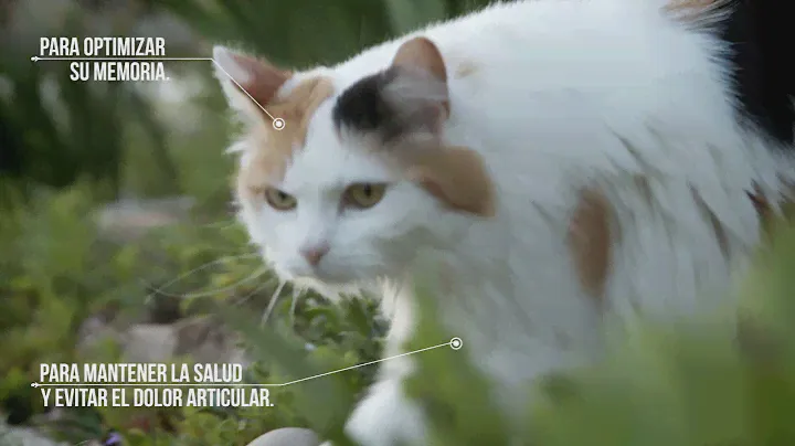 Nutrique ADULT 7+ CAT HEALTHY MAINTENANCE