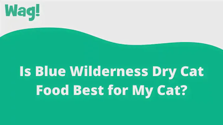 Is Blue Wilderness Dry Cat Food Best for My Cat? | Wag!