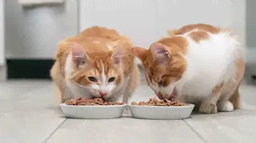 Wellness Complete Health Wet Cat Food
