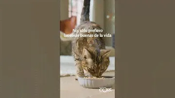Wellness CORE Cat Sterilized Original - Spanish